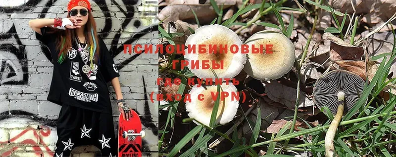 купить   Новокубанск  Псилоцибиновые грибы Psilocybine cubensis 